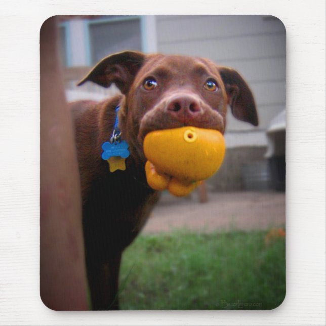 Chocolate Lab Pit Puppy med Boll Musmatta (Framsidan)