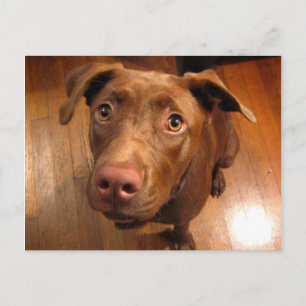 Chocolate Lab Pit Puppy Plead-utseende Vykort
