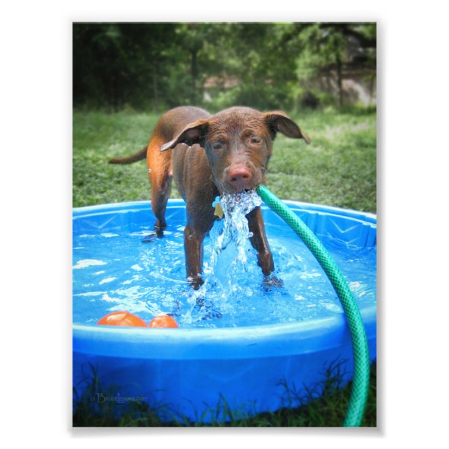 Chocolate Lab Pit Puppy Spela upp Fototryck (Framsidan)
