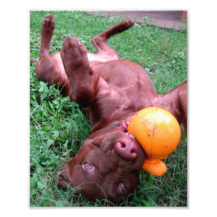 Chocolate Lab Pit Puppy Spelas med Boll Fototryck
