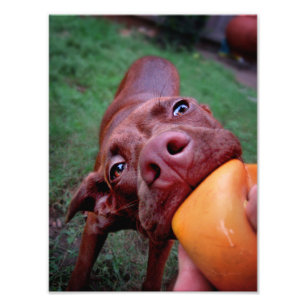 Chocolate Lab Pit Puppy Tugger Boll Fototryck