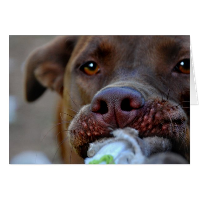 Chocolate Lab Pit Puppy Tugger OBS Kort (Framsidan Horizontal)