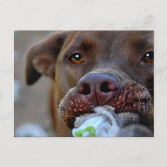 Chocolate Lab Pit Puppy Tugger Vykort (Framsida)