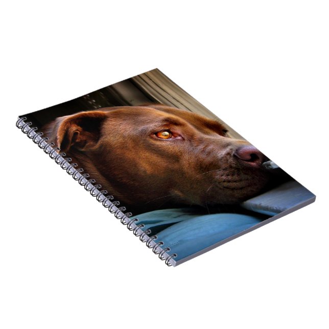 Chocolate Lab Pit Puppy Window Wating Anteckningsbok (Högra Sidan)