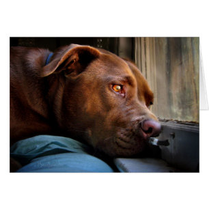 Chocolate Lab Pit Puppy Window Wating Hälsningskort