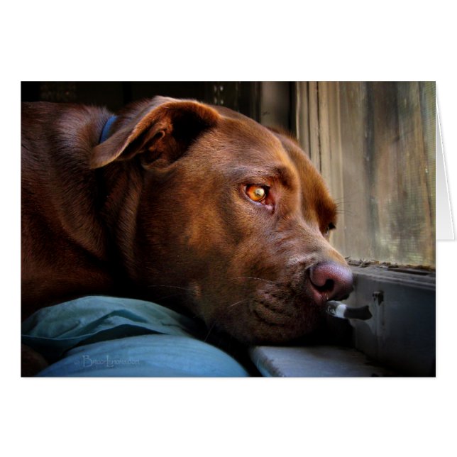 Chocolate Lab Pit Puppy Window Wating Hälsningskort (Framsidan Horizontal)