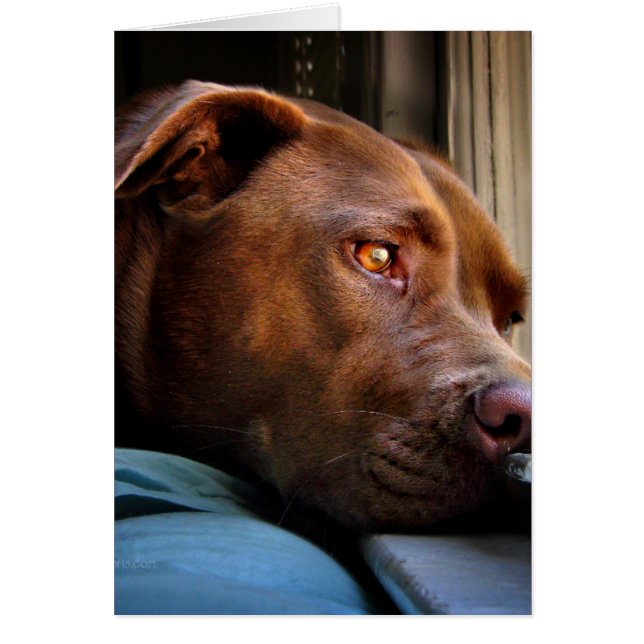 Chocolate Lab Pit Puppy Window Wating OBS Kort (Framsidan)