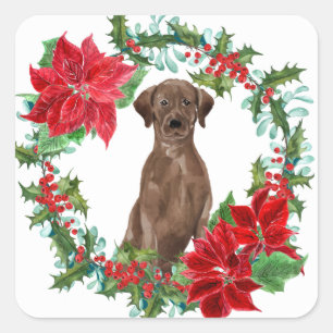 Chocolate Lab Poinsettia-julfransen Fyrkantigt Klistermärke