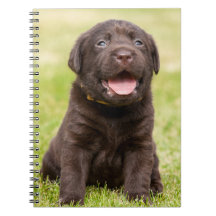 Chocolate Lab Puppy