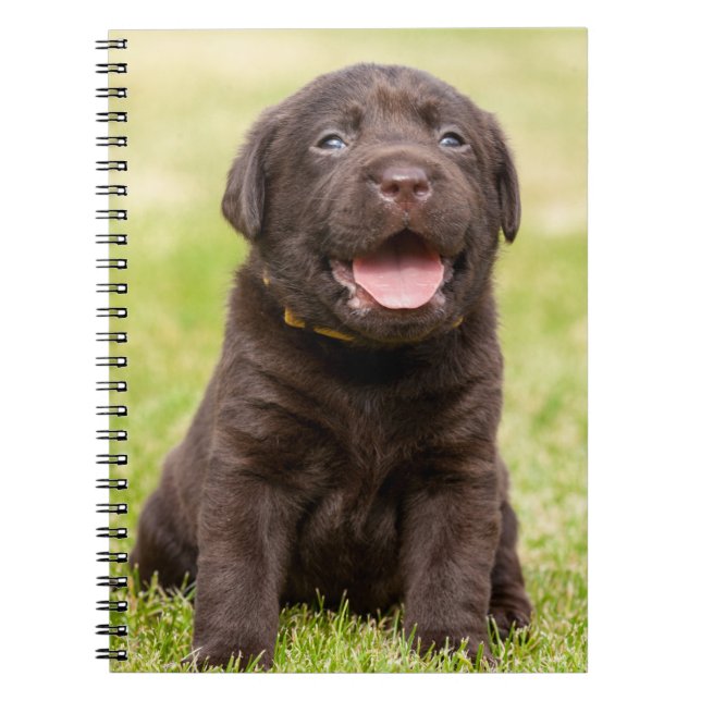 Chocolate Lab Puppy Anteckningsbok (Framsidan)