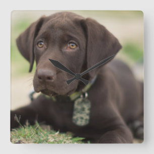 Chocolate Lab Puppy Fyrkantig Klocka