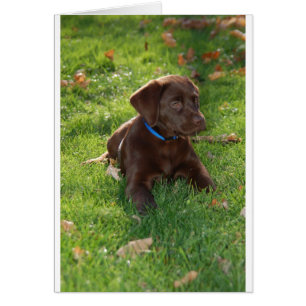 Chocolate Lab Puppy Hälsningskort