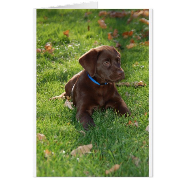 Chocolate Lab Puppy Hälsningskort (Framsidan)