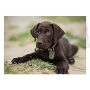 Chocolate Lab Puppy Hälsningskort