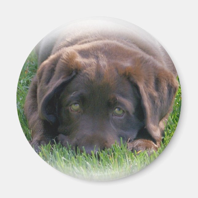 Chocolate Lab Puppy Magnet (Framsidan)