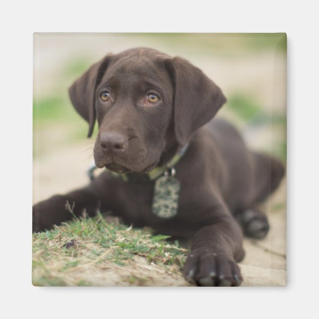 Chocolate Lab Puppy Magnet (Framsidan)