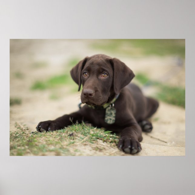 Chocolate Lab Puppy Poster (Framsidan)