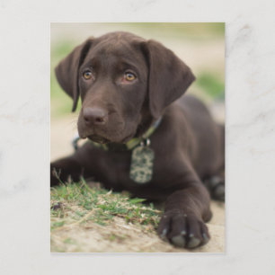 Chocolate Lab Puppy Vykort