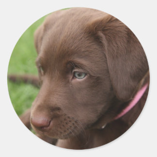 Chocolate Lab Valp-etikett Runt Klistermärke