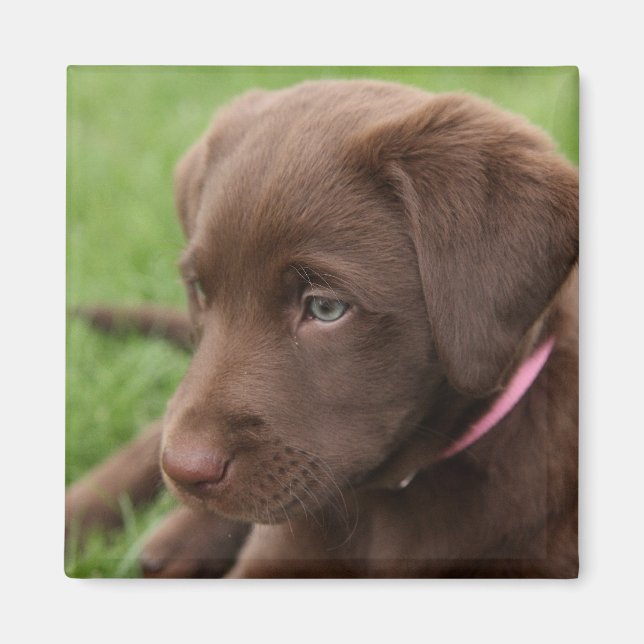 Chocolate Lab Valp Magnet (Framsidan)