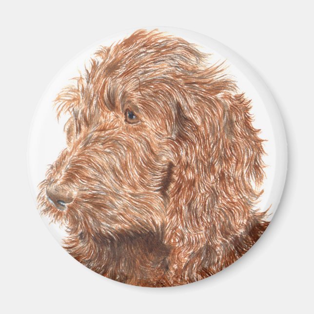 Chocolate Labradoodle #2 Magnet (Framsidan)