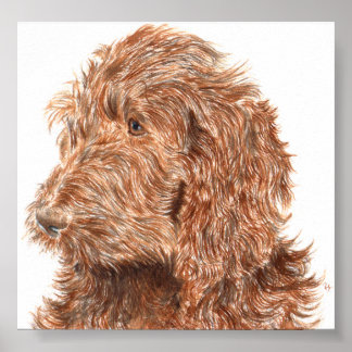 Chocolate Labradoodle #2 Skriv ut Poster