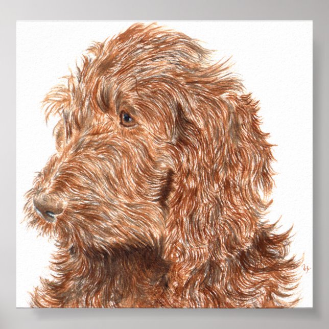 Chocolate Labradoodle #2 Skriv ut Poster (Framsidan)