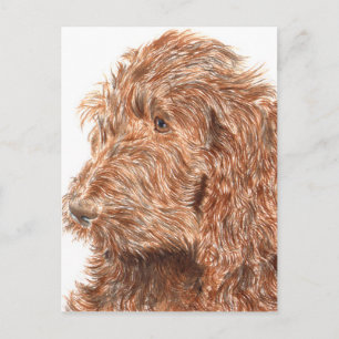 Chocolate Labradoodle Vykort