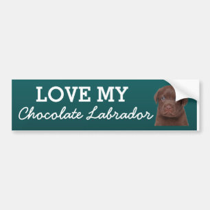 Chocolate Labrador Bildekal