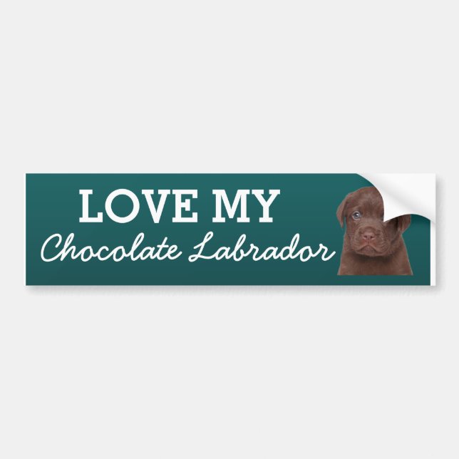Chocolate Labrador Bildekal (Framsidan)
