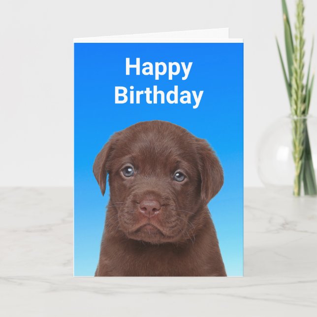 Chocolate Labrador Birthday Kort (Framsida)