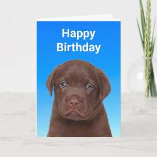 Chocolate Labrador Birthday Kort