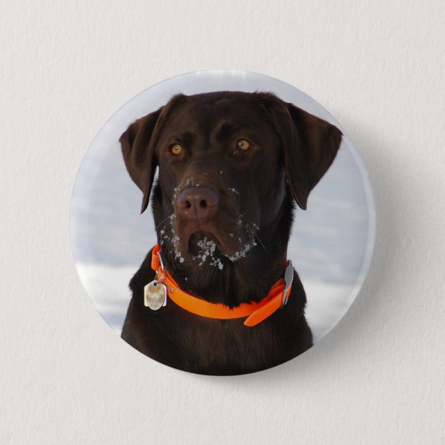 Chocolate Labrador Button Knapp (Framsida)