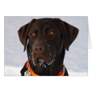 Chocolate Labrador Card Hälsningskort