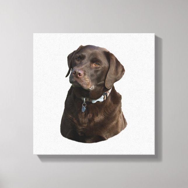 Chocolate Labrador-foto porträtt Canvastryck (Framsida)