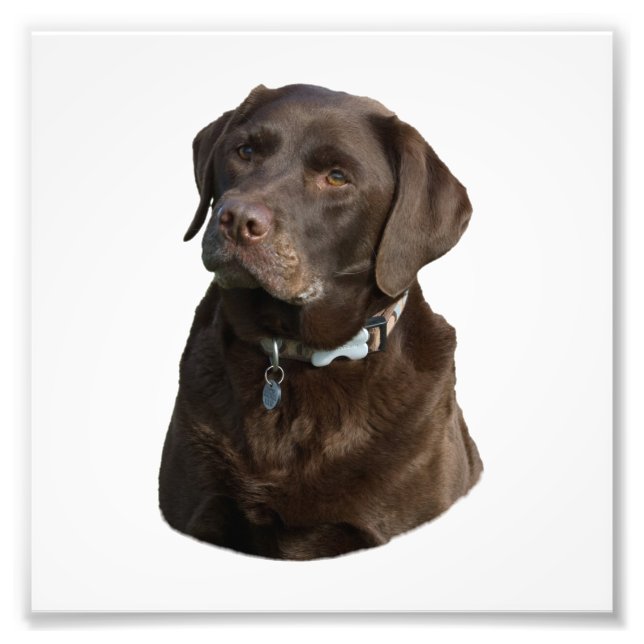 Chocolate Labrador-foto porträtt Fototryck (Framsidan)