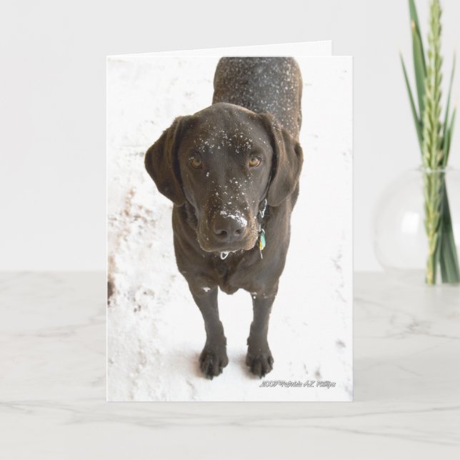 Chocolate Labrador-foto saknas Kort (Framsida)