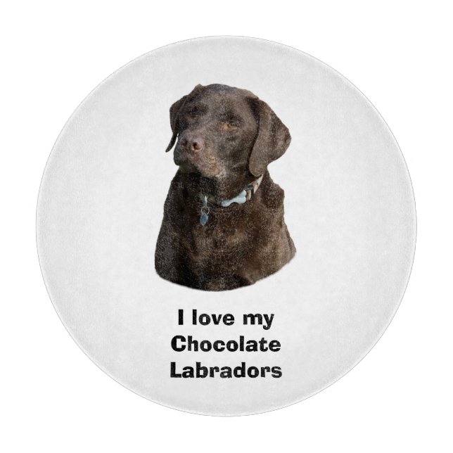 Chocolate Labrador hund foto porträtt (Framsidan)