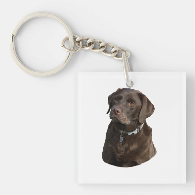 Chocolate Labrador hund foto porträtt (Framsidan)