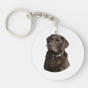 Chocolate Labrador hund foto porträtt