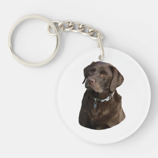 Chocolate Labrador hund foto porträtt (Framsidan)