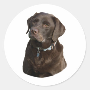 Chocolate Labrador hund foto porträtt Runt Klistermärke