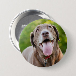 Chocolate Labrador Hund Knapp