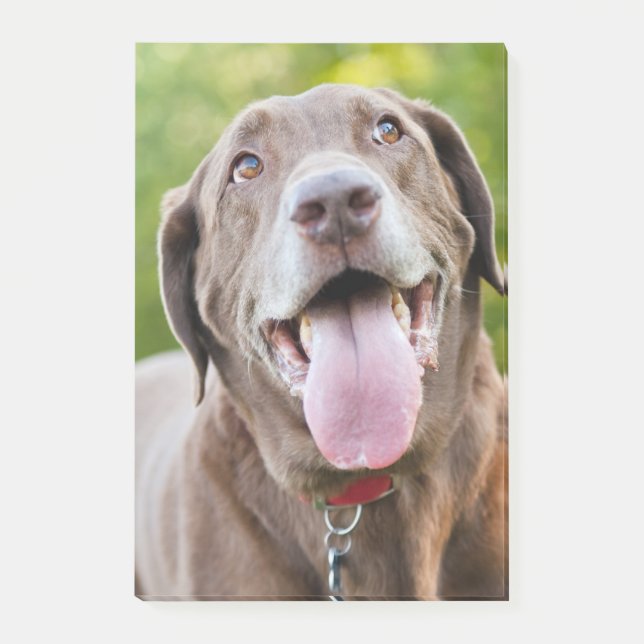 Chocolate Labrador Hund Post-it Block (Framsida)