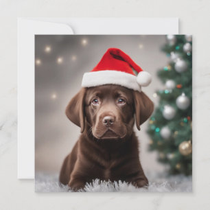 Chocolate Labrador-jul