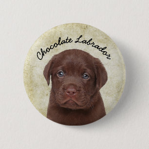 Chocolate Labrador Knapp