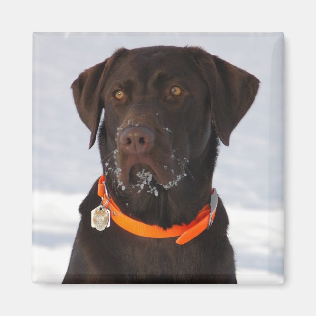 Chocolate Labrador Magnet (Framsidan)
