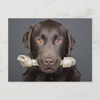 Chocolate Labrador med Bone Vykort
