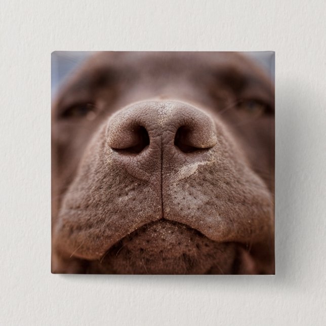 Chocolate Labrador Nose Closeup Knapp (Framsida)