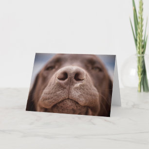 Chocolate Labrador Nose Closeup Kort